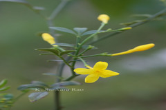 Jasminum humile